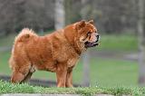 CHOW CHOW 770